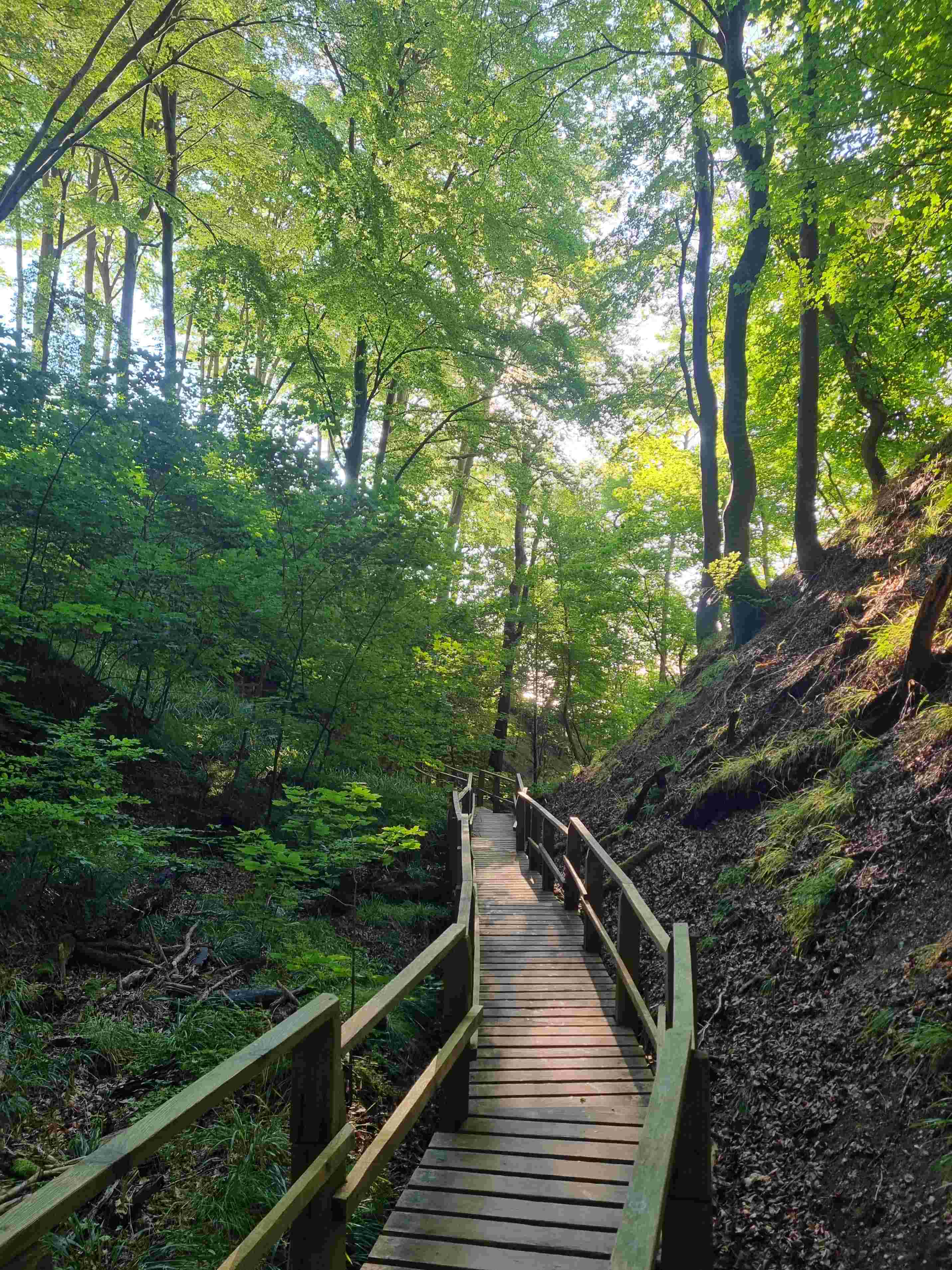 011 IR im Schatten der Bach Senke