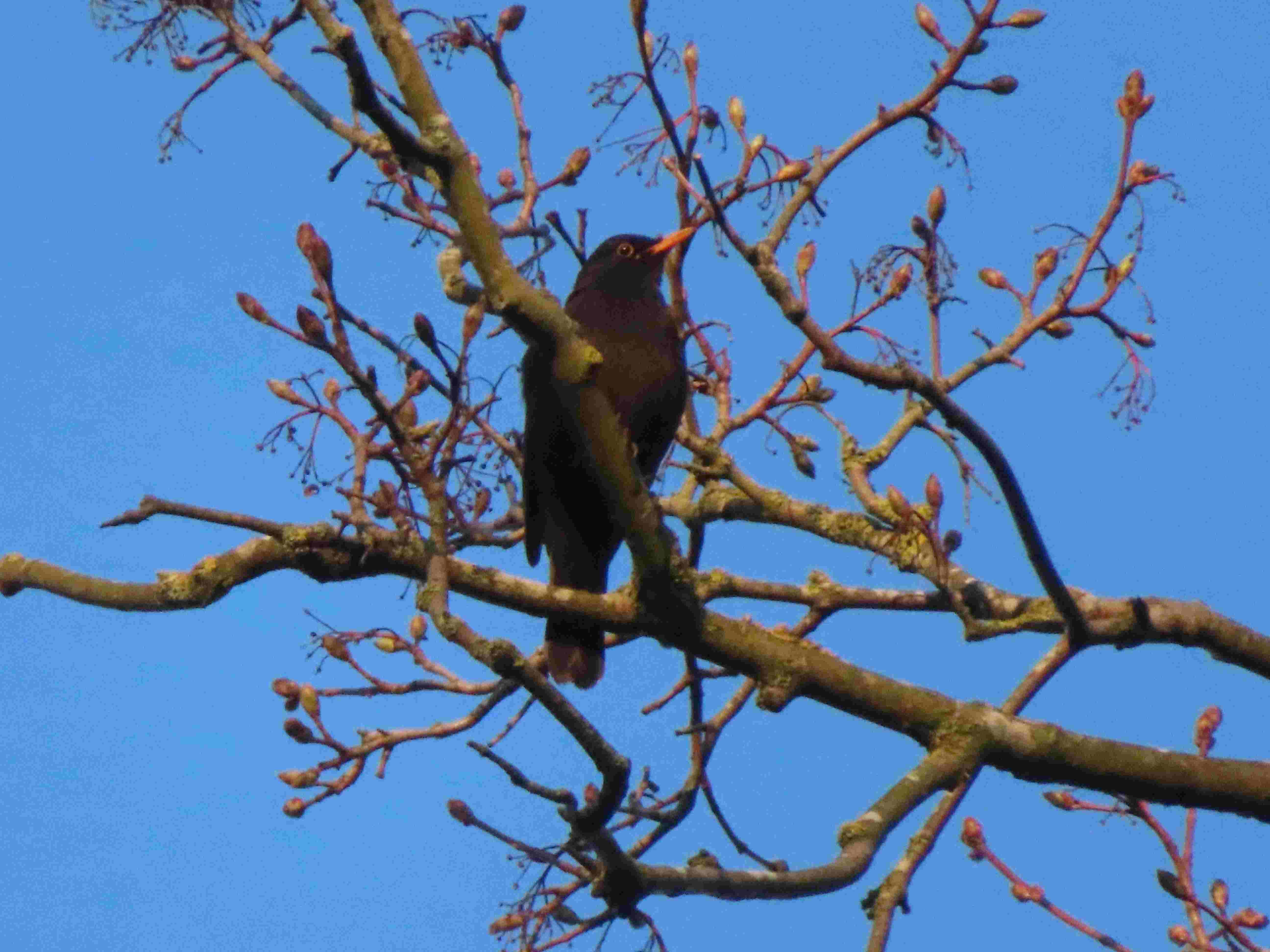 03 26 Amsel Gesang