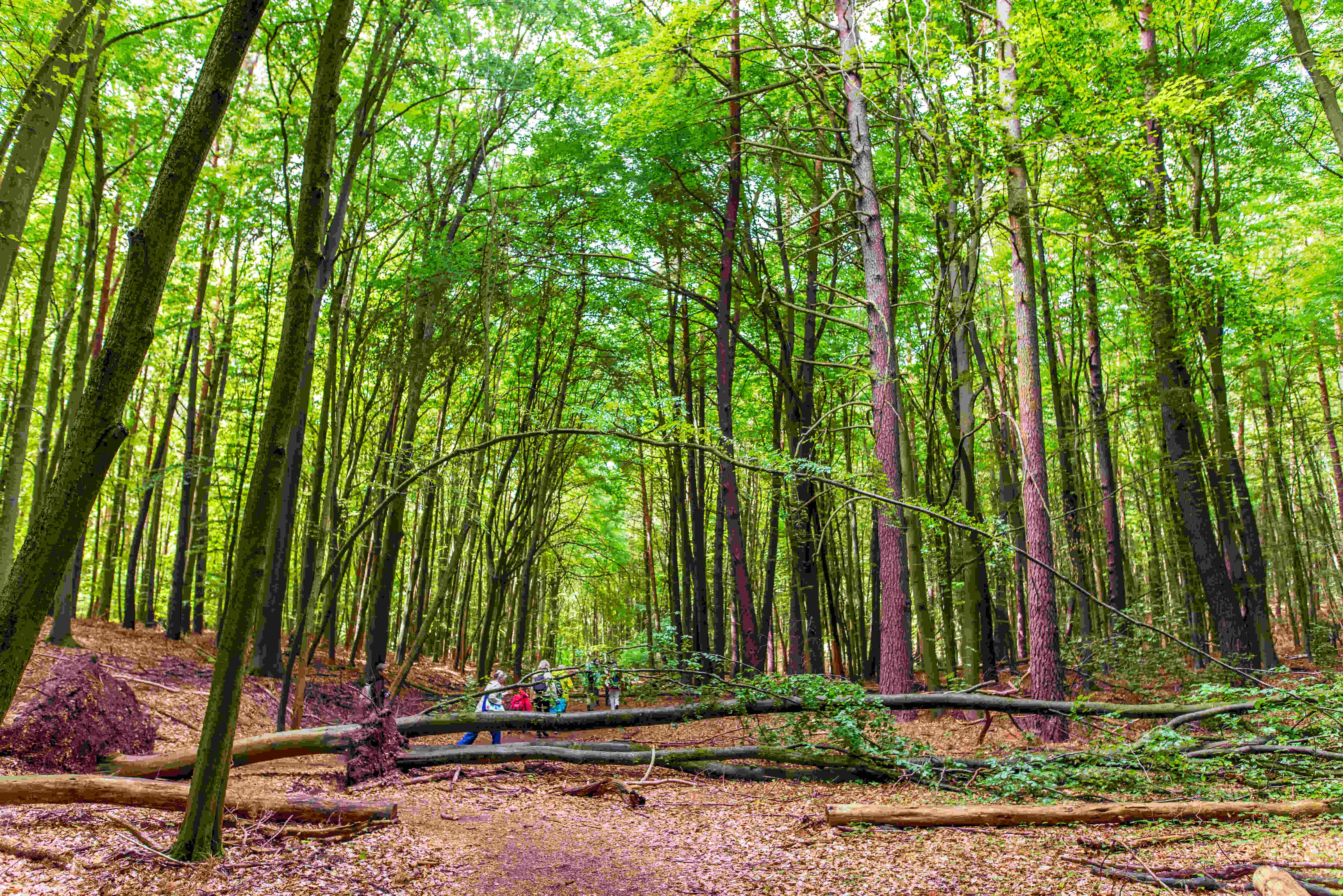 Grumsin Buchenurwald01
